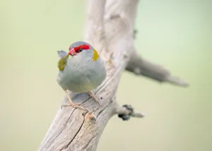 Red-browed finch (Neochmia temporalis) perched on branch Red-browed finch (Neochmia temporalis) perched on branch