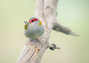 Kristian Bell Photography Prints: Red-browed finch (Neochmia temporalis) perched on branch