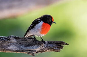 Images Dated 7th June 2016: Red-Capped Robin