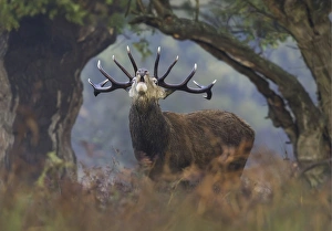 Red Deer Stag bellows between a natural tree frame Red Deer Stag bellows between a natural tree frame