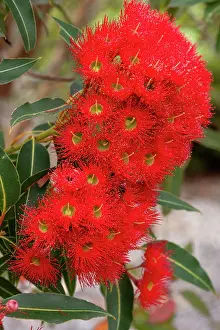 Prints of Red flowering gum- Corymbia ficifolia mass of flowers Louise Docker Photography Prints: Red Flowering Gum Tree