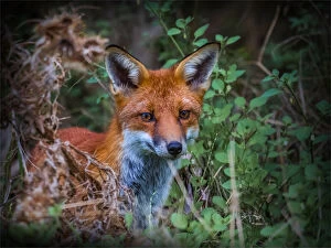 Images Dated 28th April 2021: Red Fox hunting at Braeside Park, Victoria, Australia