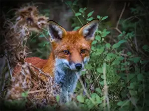 Red Fox hunting at Braeside Park, Victoria, Australia