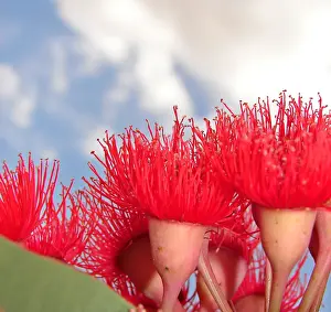Red Gum Blossoms