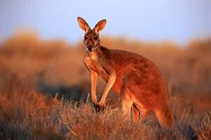 Kangaroo Collection: Red kangaroo