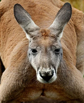 Kangaroo Collection: Red Kangaroo Close Up