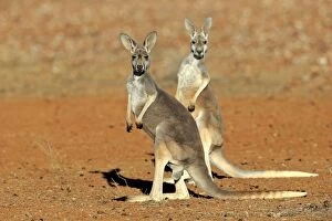 Images Dated 30th November 2014: Red Kangaroo -Macropus rufus-, two adult females, Sturt National Park, New South Wales, Australia