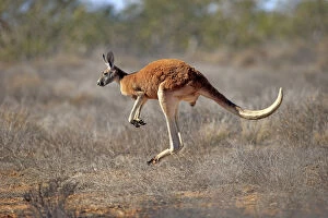 Kangaroo Collection: Red Kangaroo -Macropus rufus-, adult male, jumping, Sturt National Park, New South Wales, Australia
