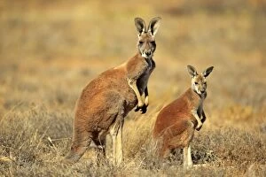 Images Dated 30th November 2014: Red Kangaroo -Macropus rufus- mother with young, alert, Sturt National Park, New South Wales