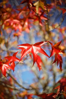 Red leaves against blue sky Red leaves against blue sky