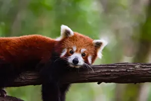 Animal Head Prints: Red panda
