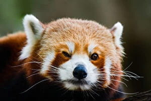 Images Dated 11th April 2013: Red panda