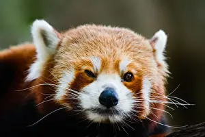 Prints of A red panda in the treetops Marianne Purdie Photography Prints: Red panda