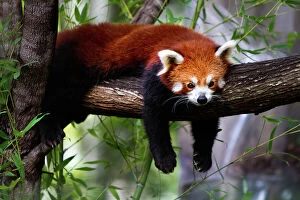 Images Dated 2013 March: Red panda