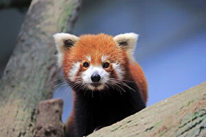 Naturfotografie & Sohns Wildlife Photography Collection: Red Panda, (Ailurus fulgens fulgens)