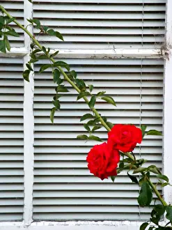 Rose Flower Prints: Two red rose flowers on white wooden window
