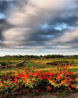 Photo Art Prints: Red roses and grapevines