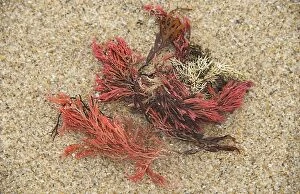 Images Dated 17th July 2014: red Seaweed, White beach, King Island, Bass Strait, Tasmania, Australia