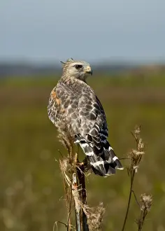 Red-shouldered hawk
