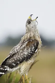 Red-shouldered Hawk eating snake