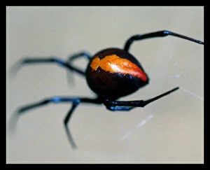 Australian Spiders Collection: Red Back Spider Macro