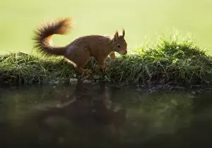 Red Squirrel reflected in pond