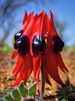 Flowers Collection: Red Sturts Desert Pea (Swainsona formosa) flower