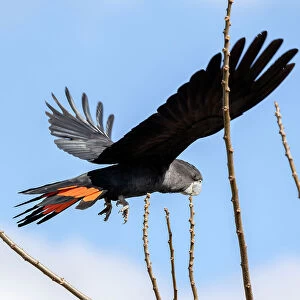 Birds Collection: Red Tailed Black Cockatoo (Calyptorhynchus banksii)