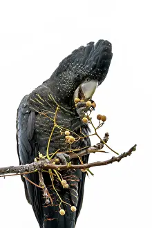 Red Tailed Black Cockatoo (Calyptorhynchus banksii)