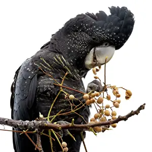 Red Tailed Black Cockatoo (Calyptorhynchus banksii)
