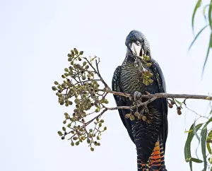Lea Scaddan Prints: Red-tailed Black Cockatoo eating