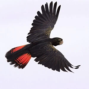 Birds Collection: Red Tailed Black Cockatoo in flight