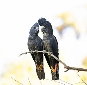 Lea Scaddan Prints: Red-tailed Black Cockatoos