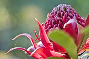 Flowers Collection: Red waratah flower
