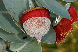 Botanical Art Prints Collection: Red and Yellow Eucalyptus Gum Blossom