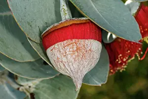 Robbie Goodall Photography Prints: Red and Yellow Eucalyptus Gum Blossom