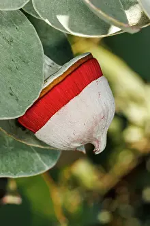 Robbie Goodall Photography Prints: Red and Yellow Eucalyptus Gum Blossom