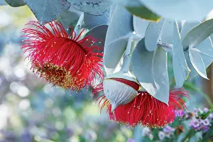Robbie Goodall Photography Prints: Red and Yellow Eucalyptus Gum Blossom