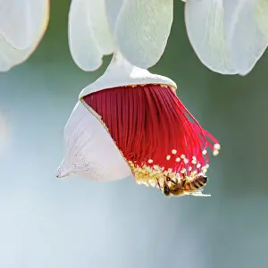 Red and Yellow Eucalyptus Gum Blossom - Eucalyptus macrocarpa, commonly known as mottlecah