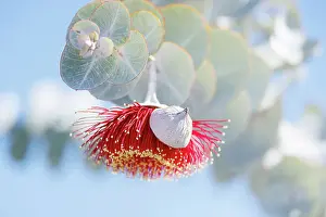 Robbie Goodall Photography Prints: Red and Yellow Eucalyptus Gum Blossom - Eucalyptus macrocarpa, commonly known as mottlecah