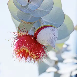 Robbie Goodall Photography Prints: Red and Yellow Eucalyptus Gum Blossom - Eucalyptus macrocarpa, commonly known as mottlecah