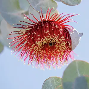 Robbie Goodall Photography Prints: Red and Yellow Eucalyptus Gum Blossom - Eucalyptus macrocarpa, commonly known as mottlecah