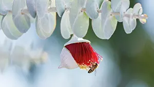 : Red and Yellow Eucalyptus Gum Blossom - Eucalyptus macrocarpa, commonly known as mottlecah