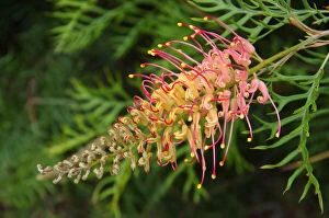 Beautiful Australian Wildflowers Collection: Red and yellow grevillea flower in bloom