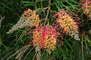 Red and yellow grevillea flowers in bloom