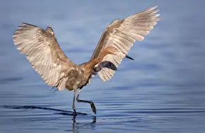 Reddish Egret (Egretta rufescens)