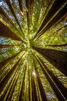 Images Dated 3rd March 2016: Redwoods grow at Great Otway National Park, Victoria