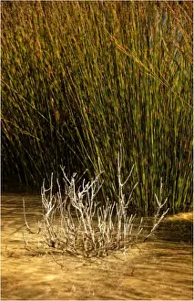 Reeds growing by a lake edge, King Island, Bass Strait, Tasmania, Australia