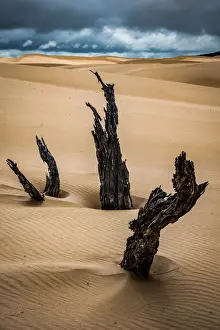 Reef Beach Dunes