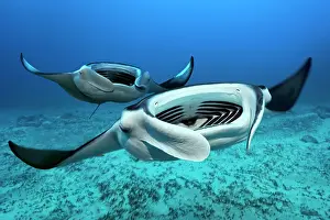 Swim Prints: Two Reef manta rays (Mobula alfredi) swims with open mouth over sandy bottom